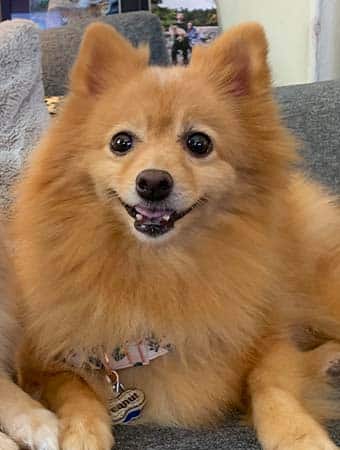 Peanut